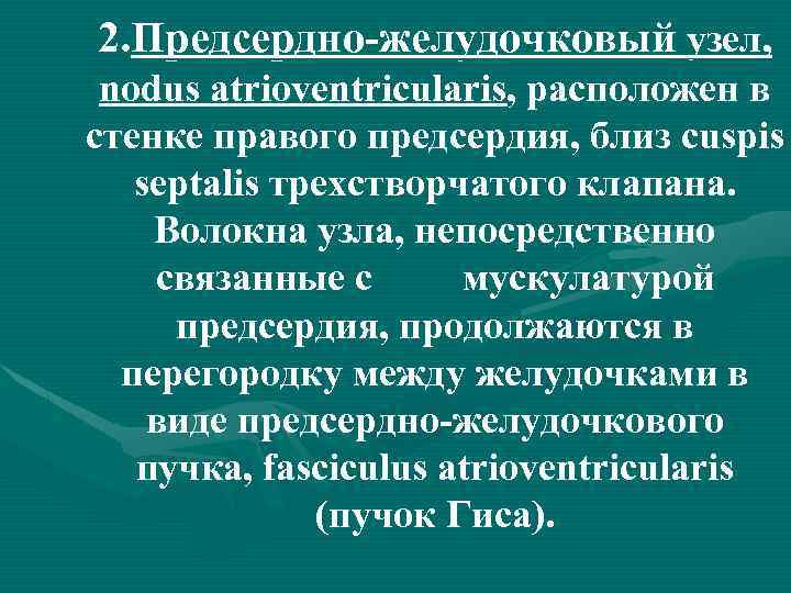 2. Предсердно желудочковый узел, nodus atrioventricularis, расположен в стенке правого предсердия, близ cuspis septalis