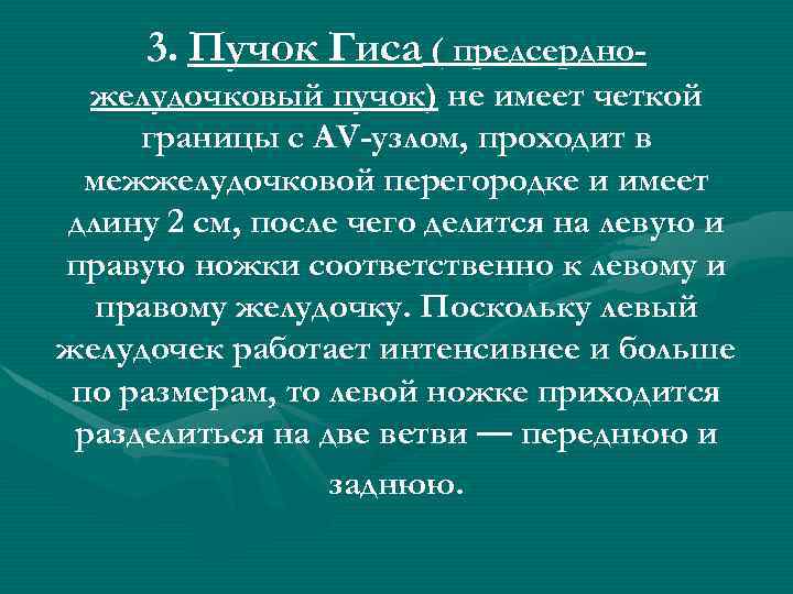 3. Пучок Гиса ( предсердножелудочковый пучок) не имеет четкой границы с AV-узлом, проходит в