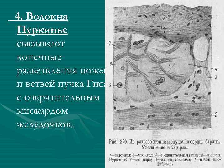 4. Волокна Пуркинье связывают конечные разветвления ножек и ветвей пучка Гиса с сократительным миокардом