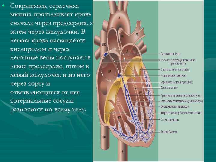  • Сокращаясь, сердечная мышца проталкивает кровь сначала через предсердия, а затем через желудочки.