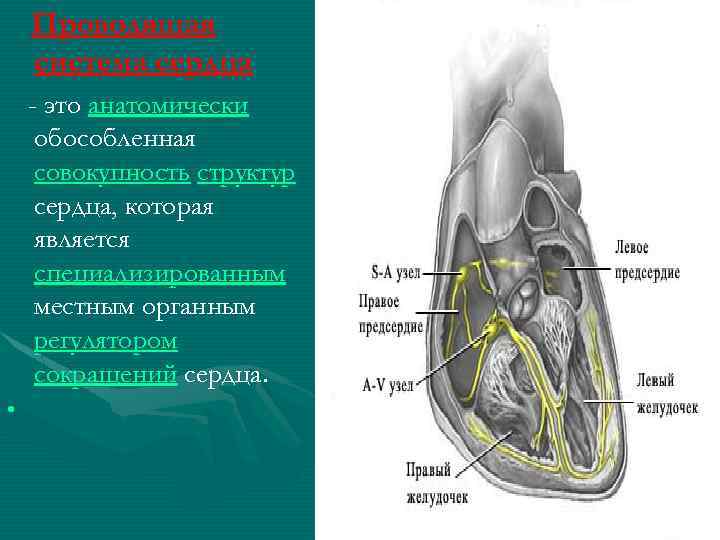 Проводящая система сердца - это анатомически обособленная совокупность структур сердца, которая является специализированным местным