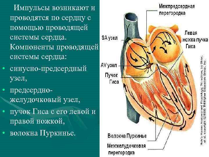  • • Импульсы возникают и проводятся по сердцу с помощью проводящей системы сердца.