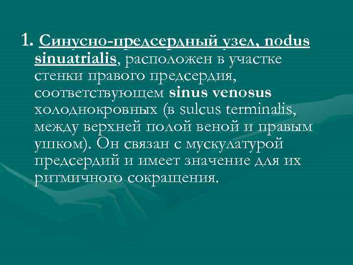 1. Синусно-предсердный узел, nodus sinuatrialis, расположен в участке стенки правого предсердия, соответствующем sinus venosus