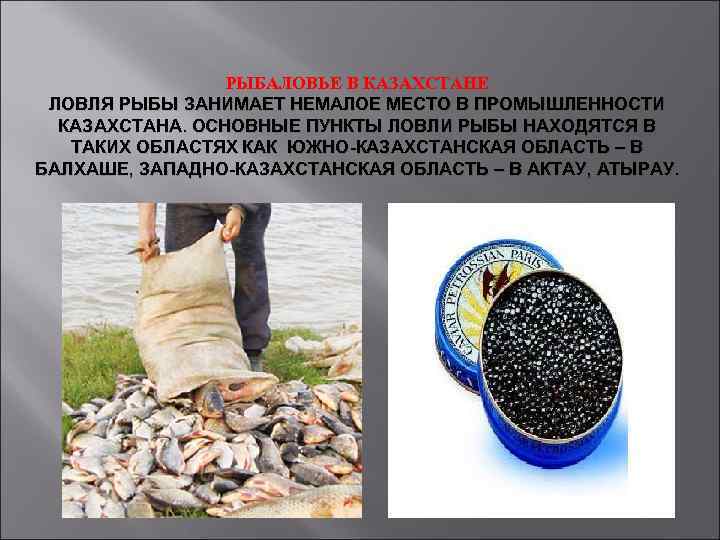 РЫБАЛОВЬЕ В КАЗАХСТАНЕ ЛОВЛЯ РЫБЫ ЗАНИМАЕТ НЕМАЛОЕ МЕСТО В ПРОМЫШЛЕННОСТИ КАЗАХСТАНА. ОСНОВНЫЕ ПУНКТЫ ЛОВЛИ