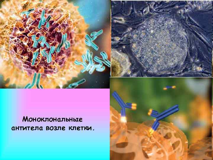 Моноклональные антитела возле клетки. 