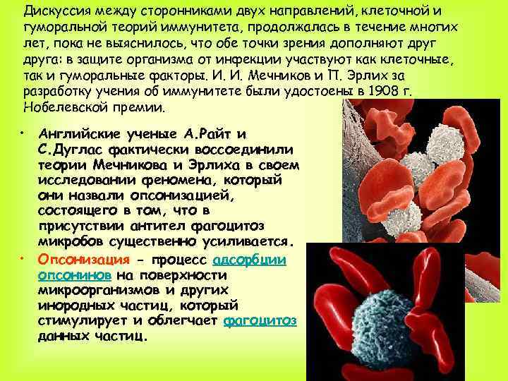 Дискуссия между сторонниками двух направлений, клеточной и гуморальной теорий иммунитета, продолжалась в течение многих