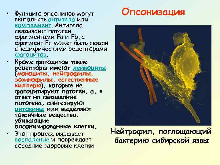 Опсонизация • Функцию опсонинов могут выполнять антитела или комплемент. Антитела связывают патоген фрагментами Fa