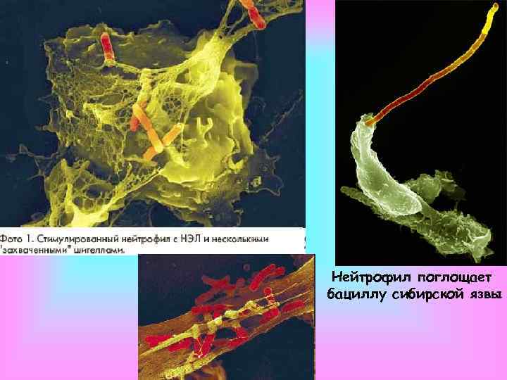 Нейтрофил поглощает бациллу сибирской язвы 