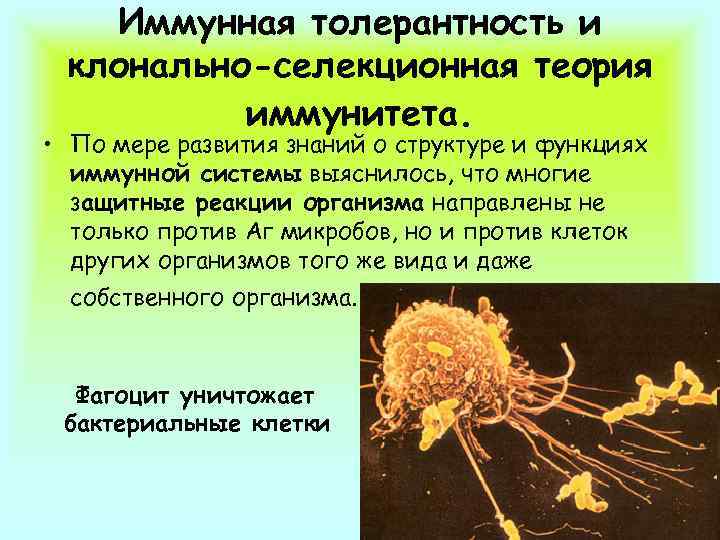 Иммунная толерантность и клонально-селекционная теория иммунитета. • По мере развития знаний о структуре и