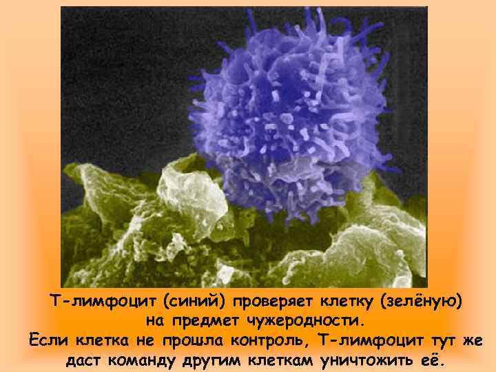 Т-лимфоцит (синий) проверяет клетку (зелёную) на предмет чужеродности. Если клетка не прошла контроль, Т-лимфоцит