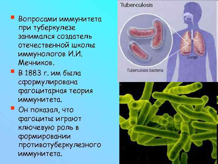 § Вопросами иммунитета § § при туберкулезе занимался создатель отечественной школы иммунологов И. И.