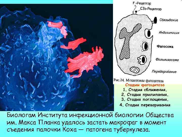 Стадии фагоцитоза 1. Стадия сближения. 2. Стадия прилипания. 3. Стадия поглощения. 4. Стадия переваривания