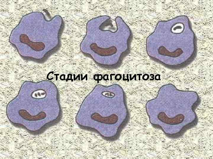 Стадии фагоцитоза 