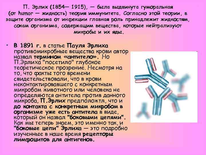 П. Эрлих (1854— 1915), — была выдвинута гуморальная (от humor — жидкость) теория иммунитета.