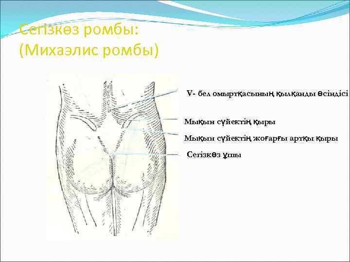 Тар жамбас презентация