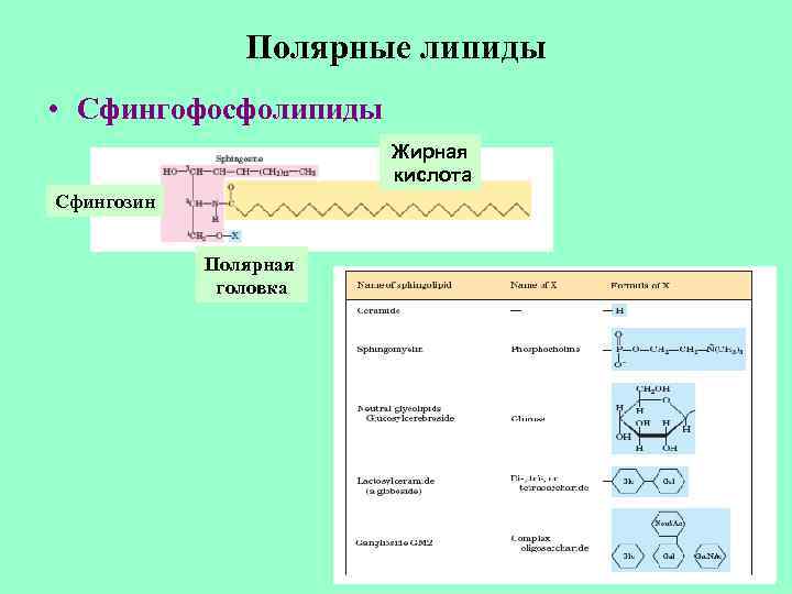 Полярные липиды • Сфингофосфолипиды Жирная кислота Сфингозин Полярная головка 