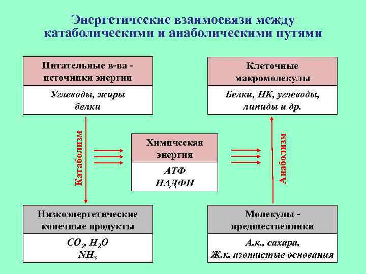 Энергетические взаимосвязи между катаболическими и анаболическими путями Углеводы, жиры белки Белки, НК, углеводы, липиды