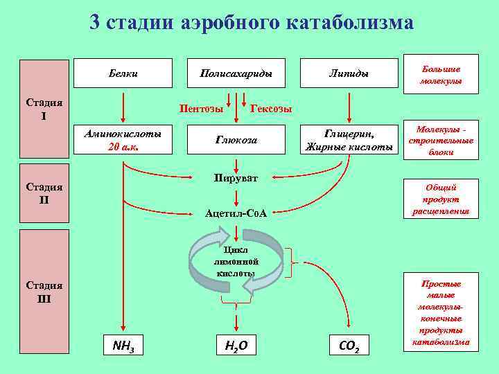 3 стадии аэробного катаболизма Белки Стадия I Полисахариды Пентозы Аминокислоты 20 а. к. Липиды