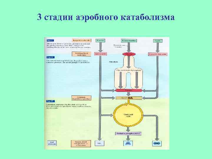 3 стадии аэробного катаболизма 