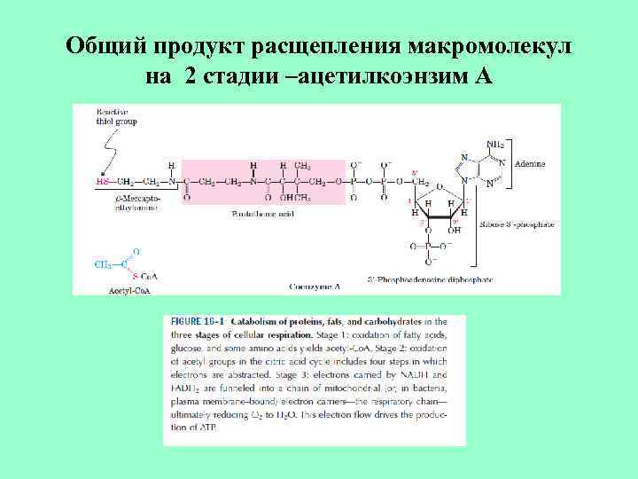 Общий продукт расщепления макромолекул на 2 стадии –ацетилкоэнзим А 