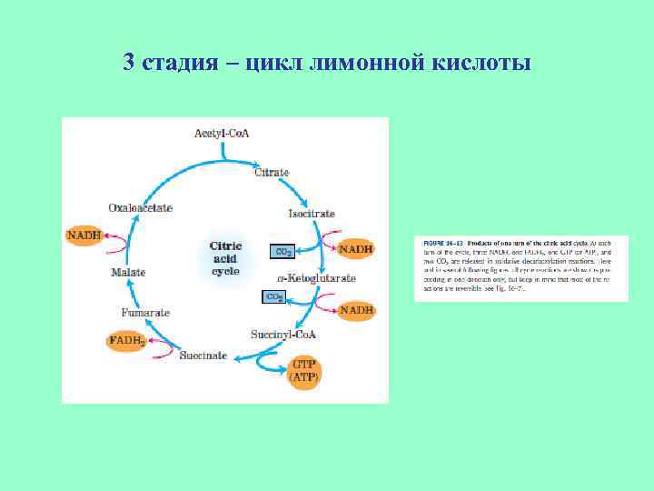 3 стадия – цикл лимонной кислоты 