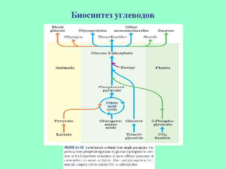 Биосинтез углеводов 