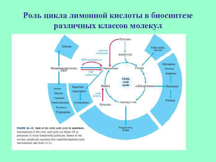 Роль цикла лимонной кислоты в биосинтезе различных классов молекул 