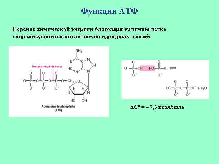 Функции АТФ Перенос химической энергии благодаря наличию легко гидролизующихся кислотно-ангидридных связей ΔGº = –