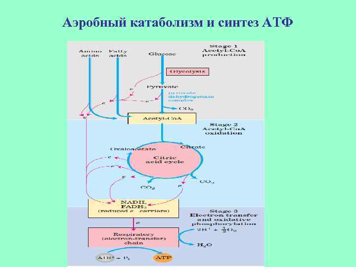 Аэробный катаболизм и синтез АТФ 