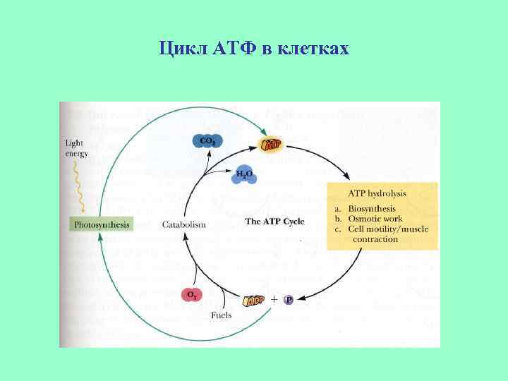 Цикл АТФ в клетках 