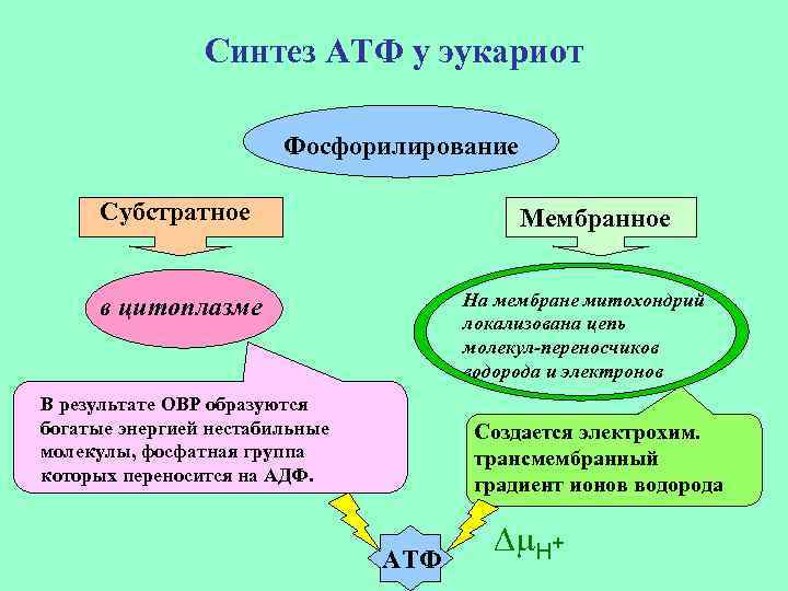 Синтез АТФ у эукариот Фосфорилирование Субстратное Мембранное На мембране митохондрий локализована цепь молекул-переносчиков водорода