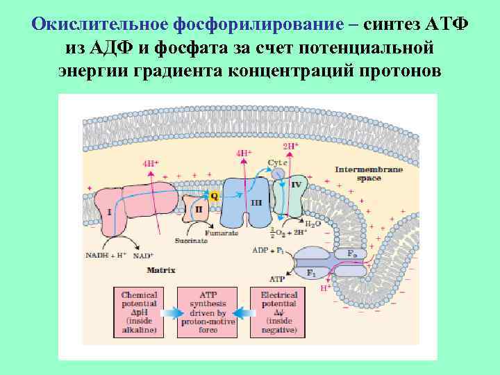 Окислительное фосфорилирование – синтез АТФ из АДФ и фосфата за счет потенциальной энергии градиента