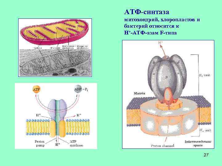 АТФ-синтаза митохондрий, хлоропластов и бактерий относится к Н+-АТФ-азам F-типа 27 