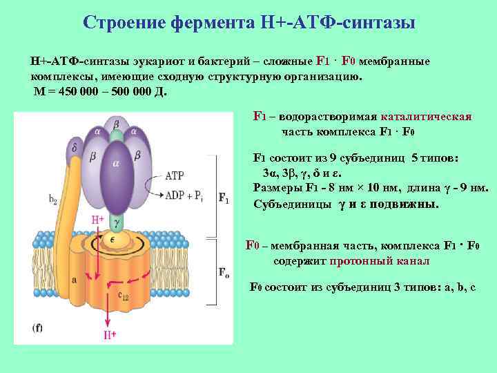 Строение фермента Н+-АТФ-синтазы эукариот и бактерий – сложные F 1 · F 0 мембранные