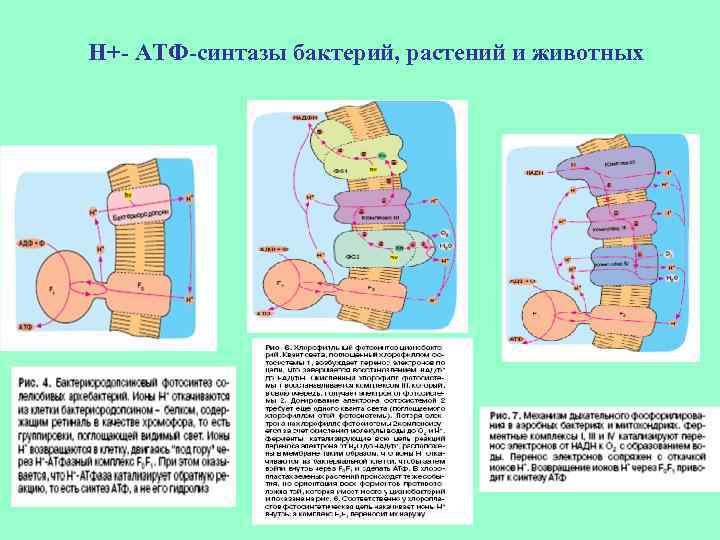 Н+- АТФ-синтазы бактерий, растений и животных 