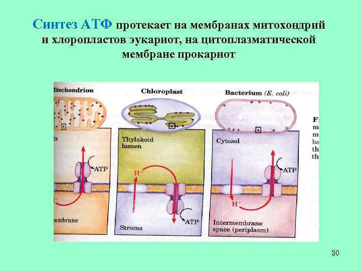 Синтез АТФ протекает на мембранах митохондрий и хлоропластов эукариот, на цитоплазматической мембране прокариот 30