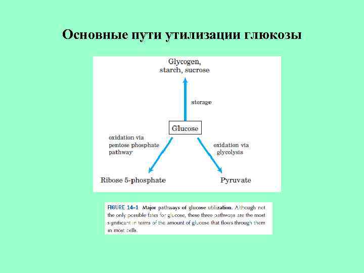 Основные пути утилизации глюкозы 