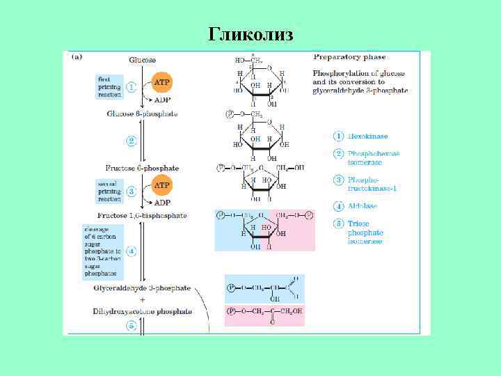 Гликолиз 