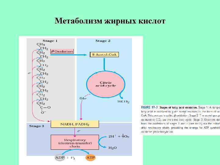 Метаболизм жирных кислот 