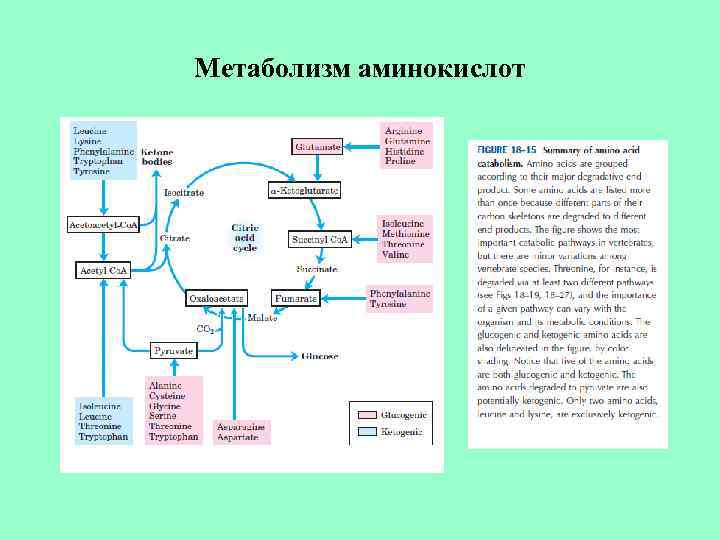 Метаболизм аминокислот 