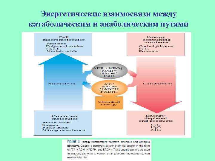 Энергетические взаимосвязи между катаболическим и анаболическим путями 