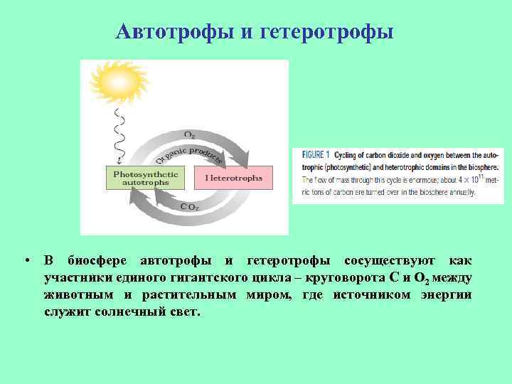 Автотрофы и гетеротрофы • В биосфере автотрофы и гетеротрофы сосуществуют как участники единого гигантского