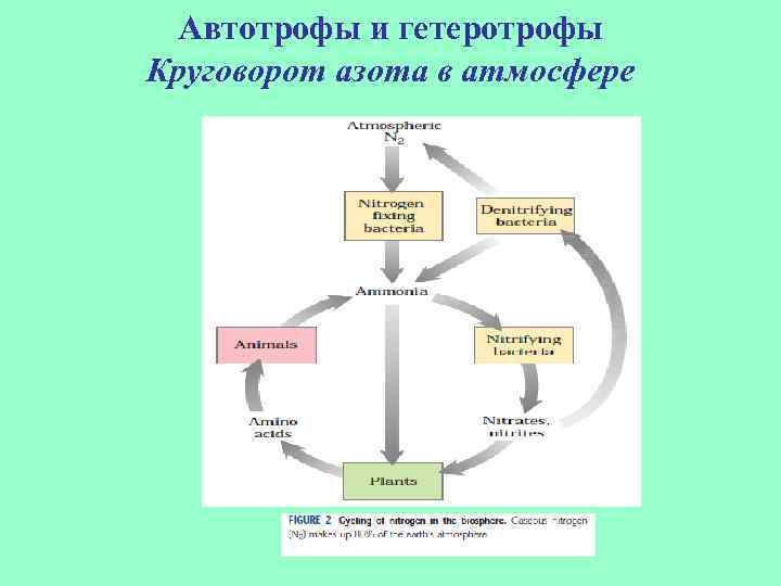 Автотрофы и гетеротрофы Круговорот азота в атмосфере 