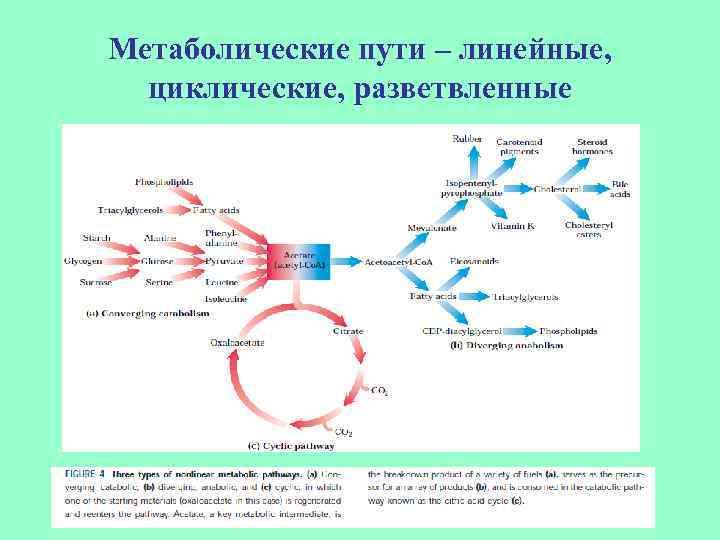 Метаболические пути – линейные, циклические, разветвленные 