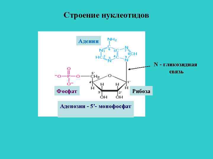 Строение нуклеотидов Аденин N - гликозидная связь Фосфат Аденозин - 5'- монофосфат Рибоза 