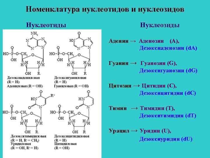 Номенклатура нуклеотидов и нуклеозидов Нуклеозиды Нуклеотиды Аденин → Аденозин (А), Дезоксиаденозин (d. А) Гуанин