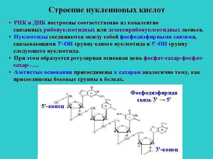 Строение нуклеиновых кислот • РНК и ДНК построены соответственно из ковалентно связанных рибонуклеотидных или