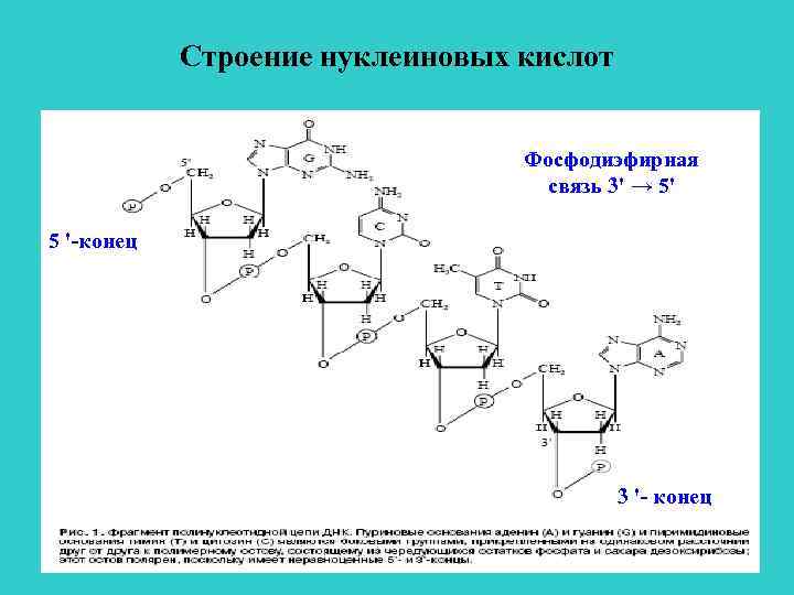 Схема гидролиза нуклеиновых кислот