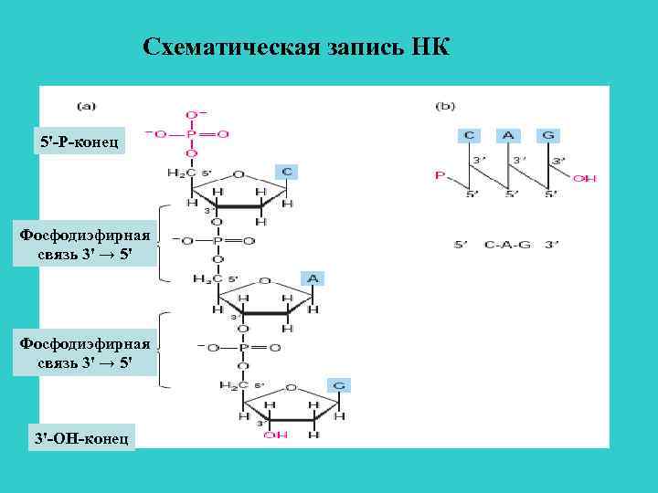 Схематическая запись НК 5'-P-конец Фосфодиэфирная связь 3' → 5' 3'-ОН-конец 