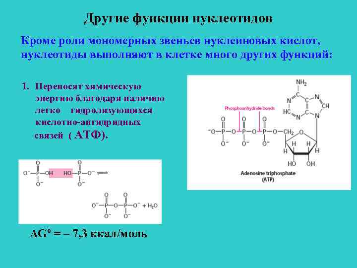 Схема строения нуклеотида общая формула